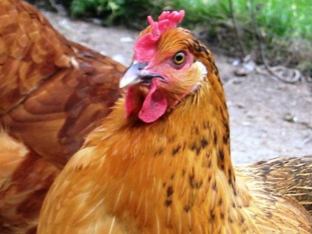 chickenpics131.jpg