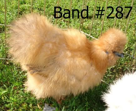 SaleBirds016.jpg