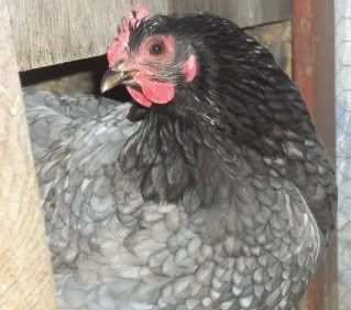 Chickens1-10058.jpg
