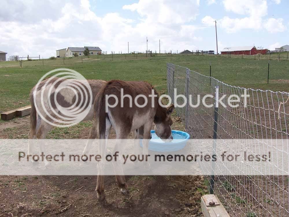 gatdonkey.jpg