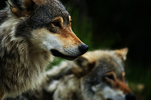 tumblr_m00n62bE5v1qlb3c7o1_500.jpg