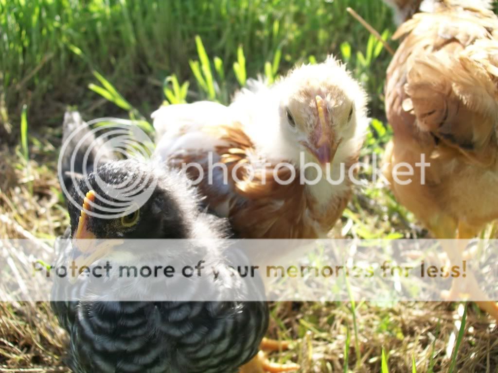 chicks2160.jpg