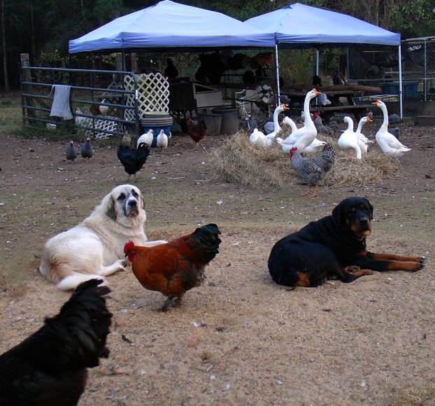 theboys.jpg