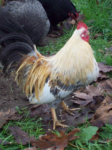 100_4776.JPG