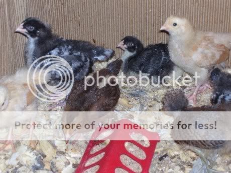 chicks2week2.jpg