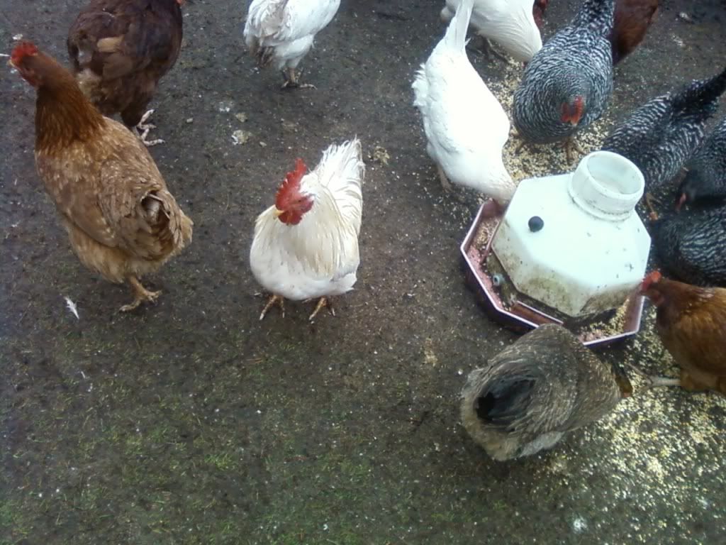 Photo559.jpg