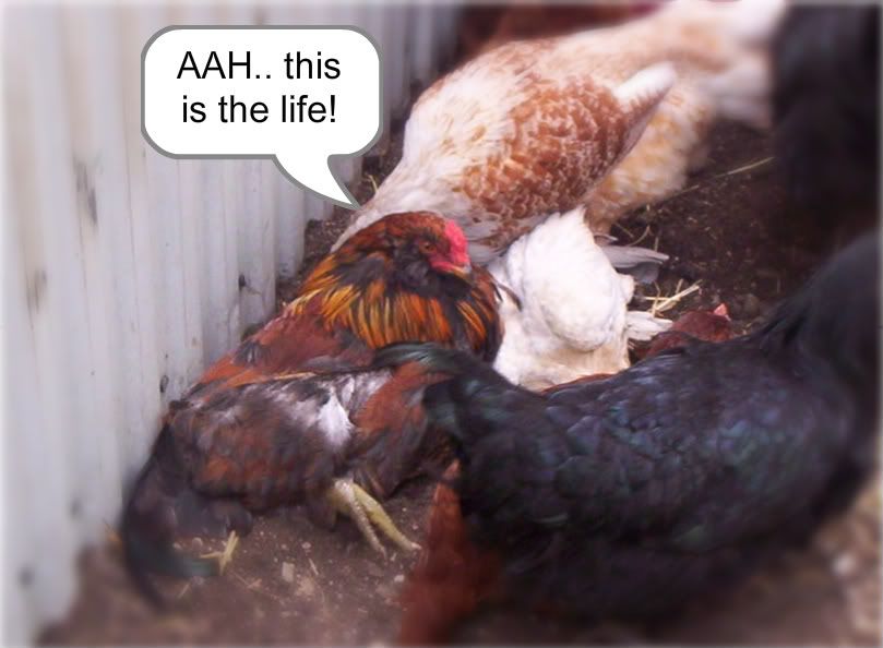 animals141-1.jpg