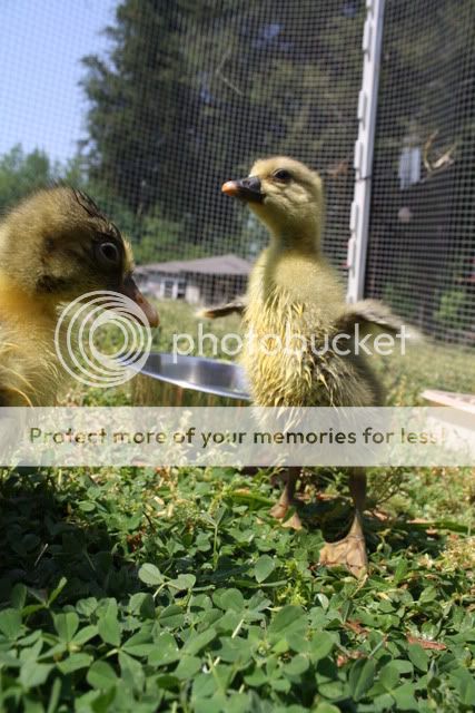 geese3029.jpg