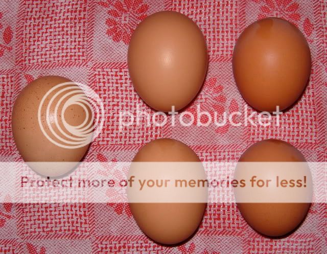 SpeckledEgg.jpg