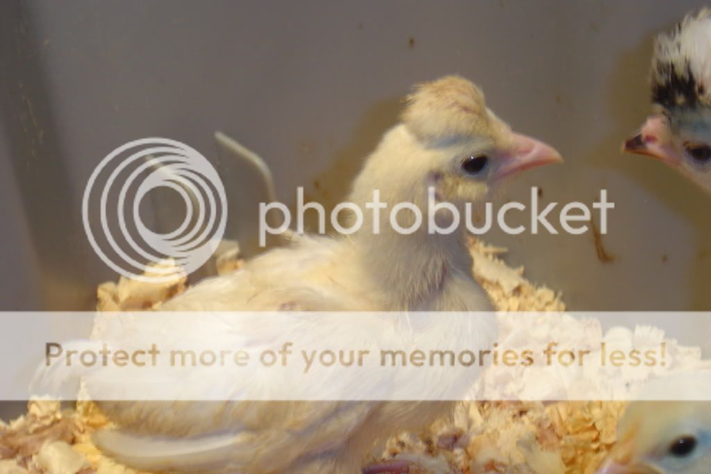chicken097.jpg