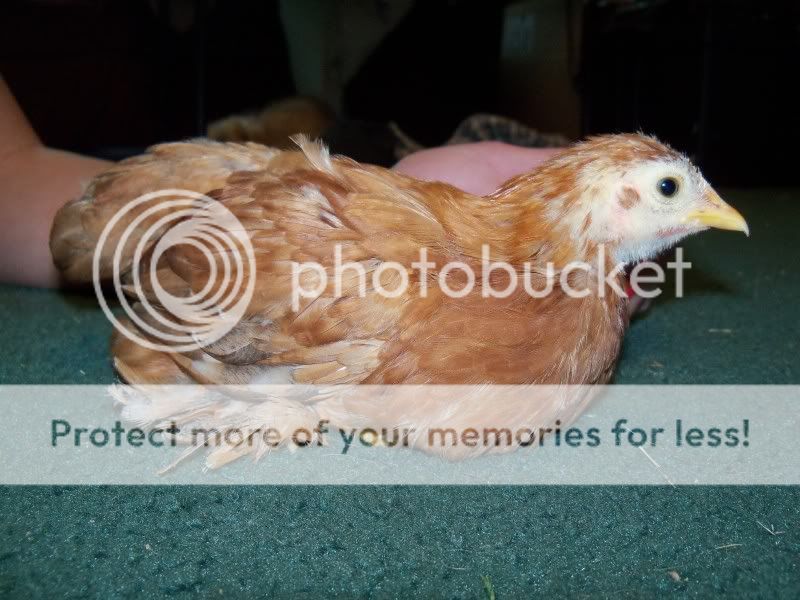 5weekchick036.jpg