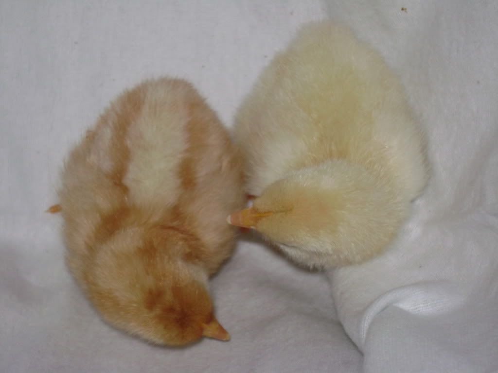 1lpoockchickdiff2.jpg