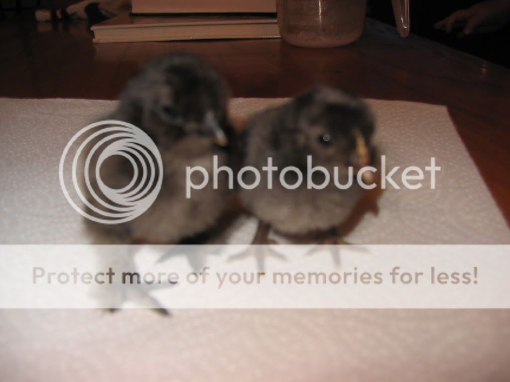 march061.jpg