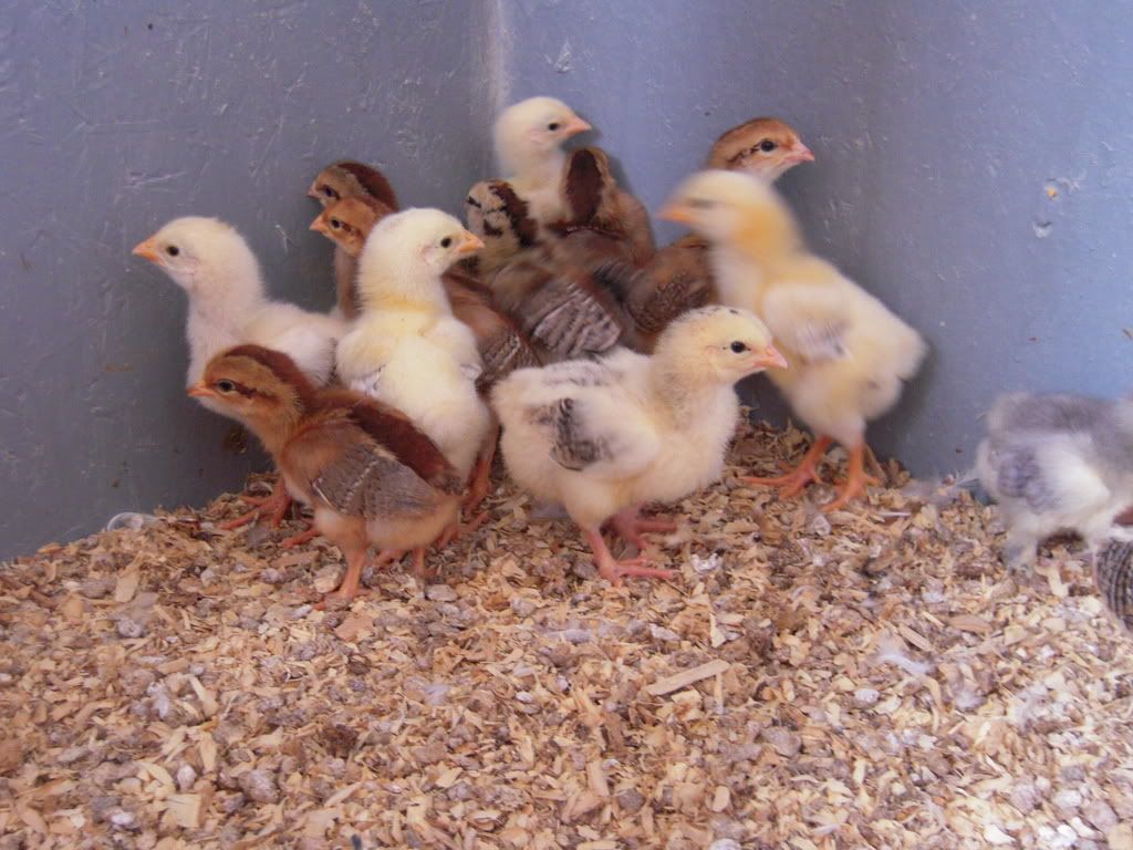 chickens133.jpg