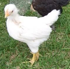 chickens004.jpg