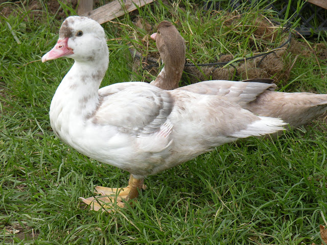 DSCN3812.JPG