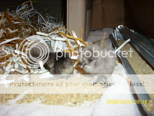 Picture041.jpg