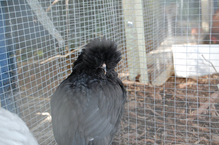 black2pic2.JPG