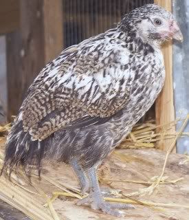 chickens4005.jpg