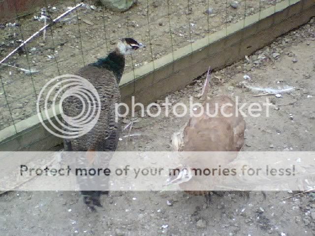 044dc829.jpg