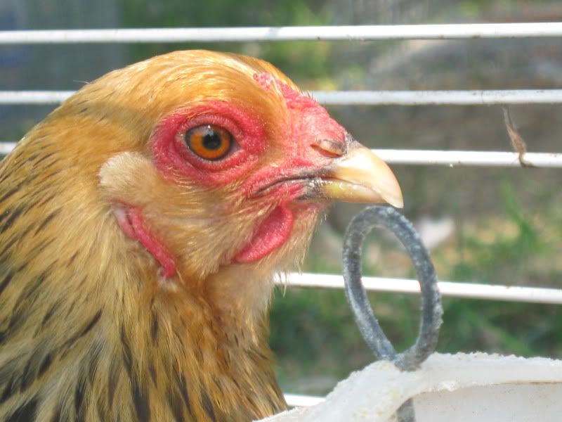 animalandtrippics704.jpg