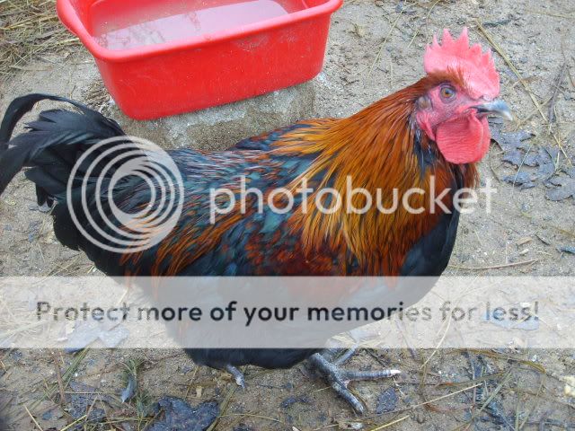 1-21-10flock012.jpg