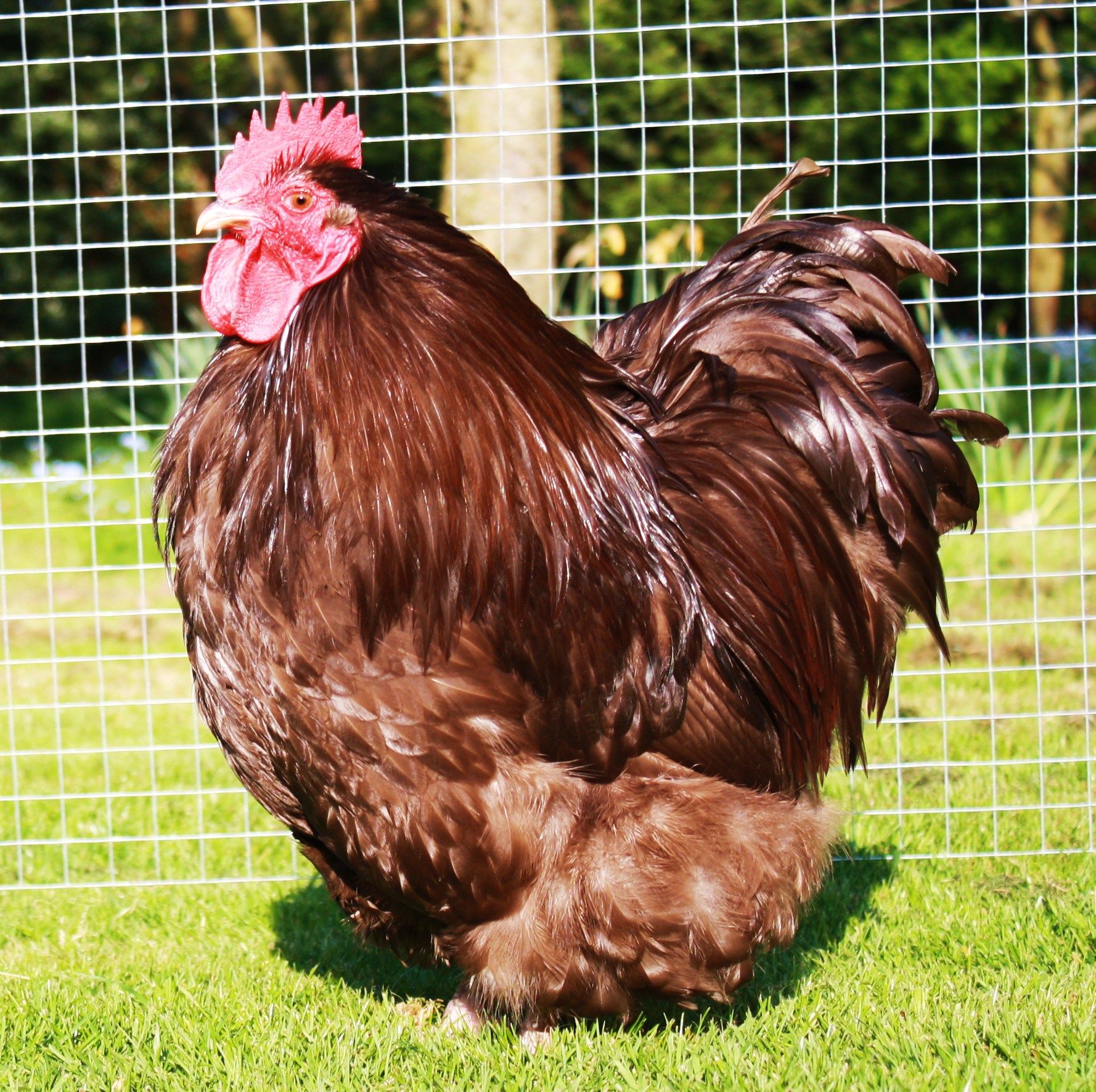 Chocolate Orpington V. Rare! Chicks | Barnyard animals ...