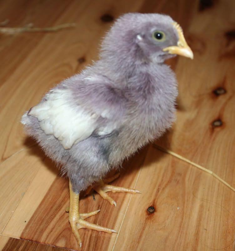 blueberry.jpg