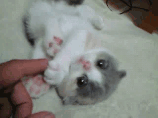 5898804.gif