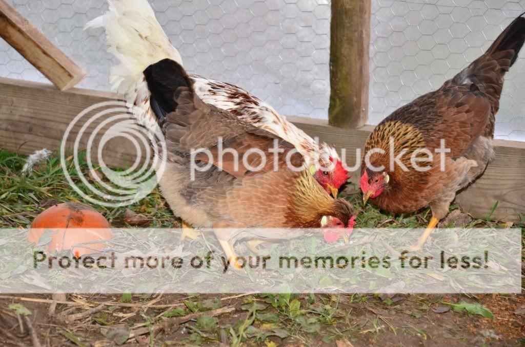 chickens3060.jpg