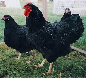 BkWyandotteTrio.JPEG