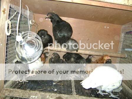 roosting2.jpg