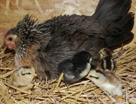 newchicks0531-1.jpg