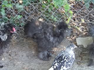 Picture007.jpg