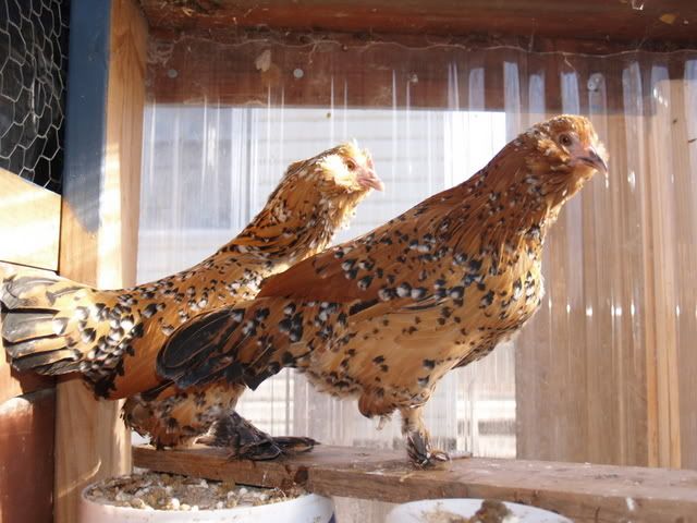 Chickens2006November003.jpg