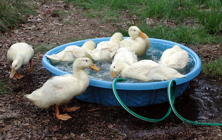 pool_party.jpg