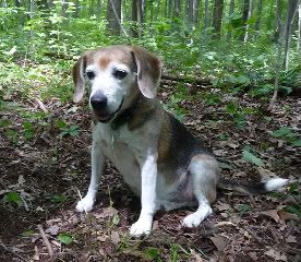 Copperinwoods_edited-1.jpg