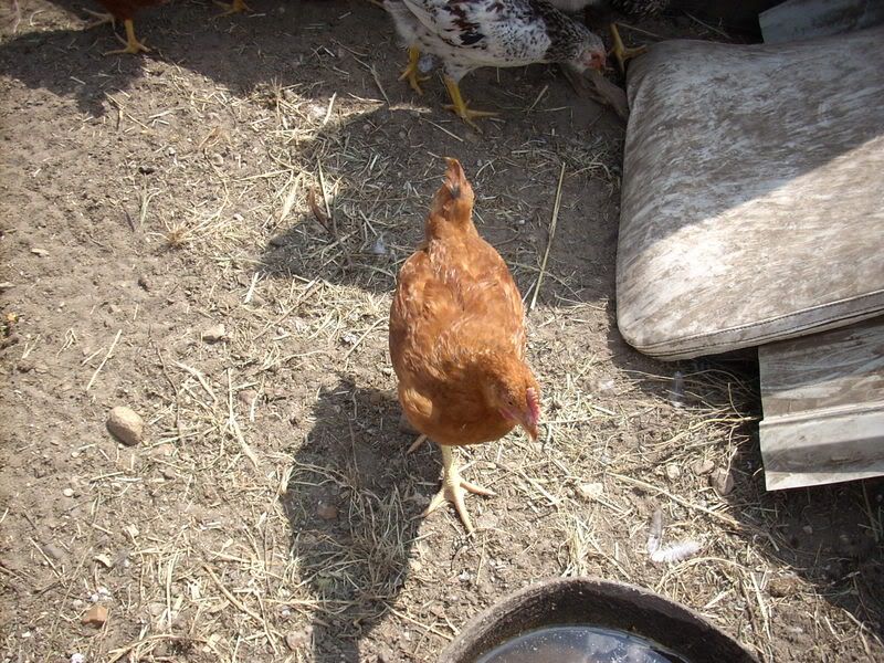 McMurrayChicks2093.jpg