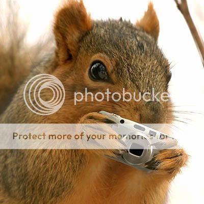 squirrel-shoot-with-camera.jpg