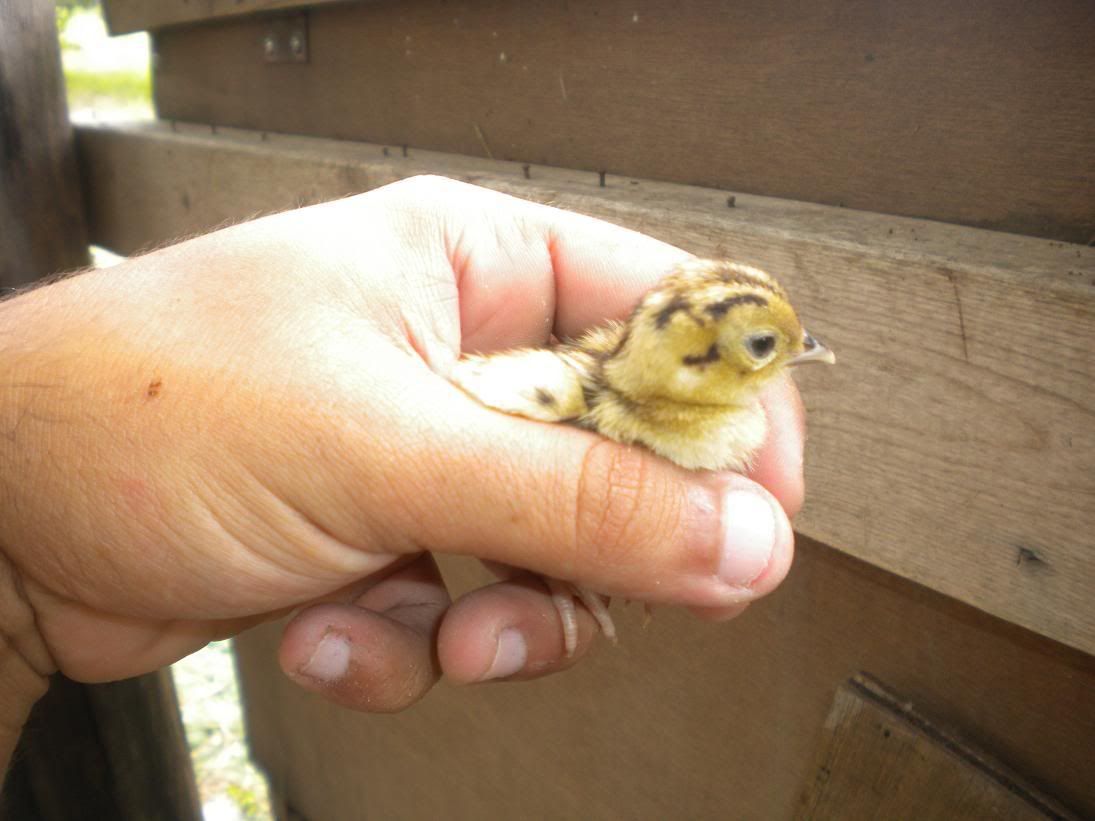 Chicks3.jpg