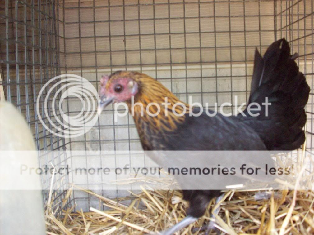 Chickens002-1.jpg