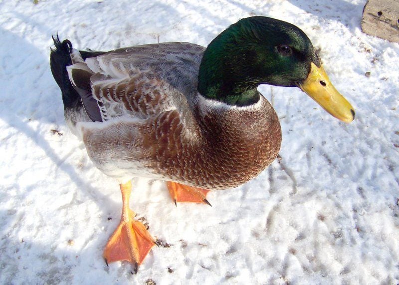 800x600px-LL-c18b04d9_ducks-welsh_harlequin-16572-218409.jpeg