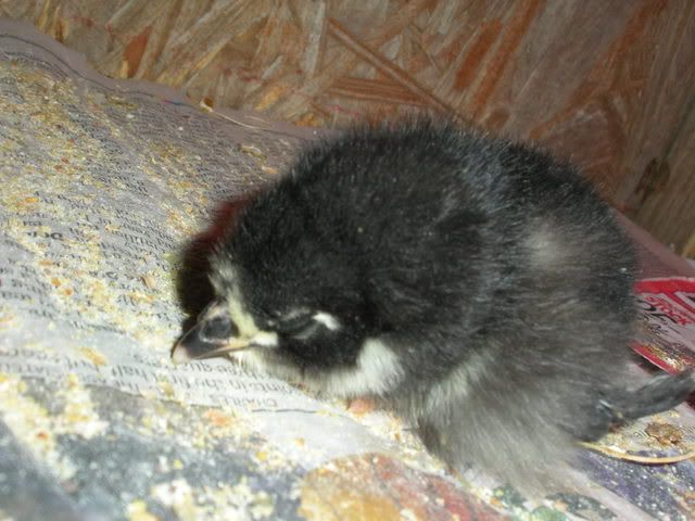 eggers005.jpg
