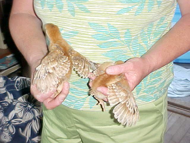 OneWeekWingSpan6-20-081.jpg