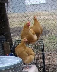 critters016-1.jpg