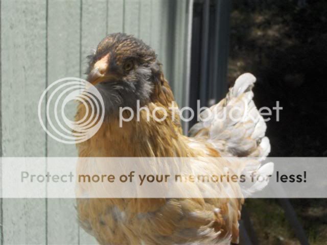 HPIM2894Small.jpg