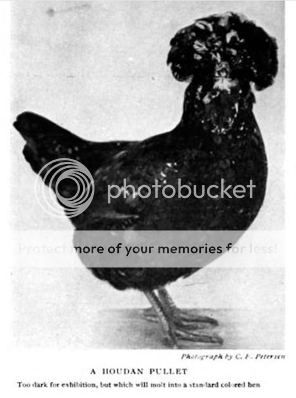 rev_petersen_houdan_pullet_1904_sm.png