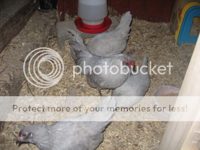 IMG_1259.jpg