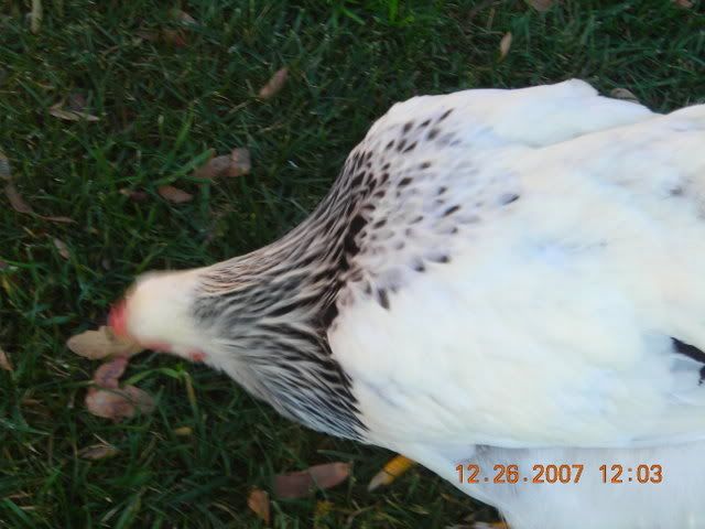 DSCN1718.jpg