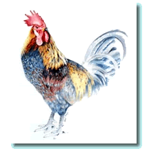 blue_hen_chicken.gif